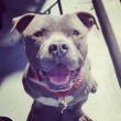 Big_paws_up_to_our_new_little_hippo_22Cabby2221__A5257250_at_the__downeyanimalcarexenter_for_only_y.jpg