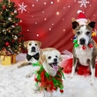 The_3_stooges_are_ready_for_Christmas2121____________the_pet_handler.jpg
